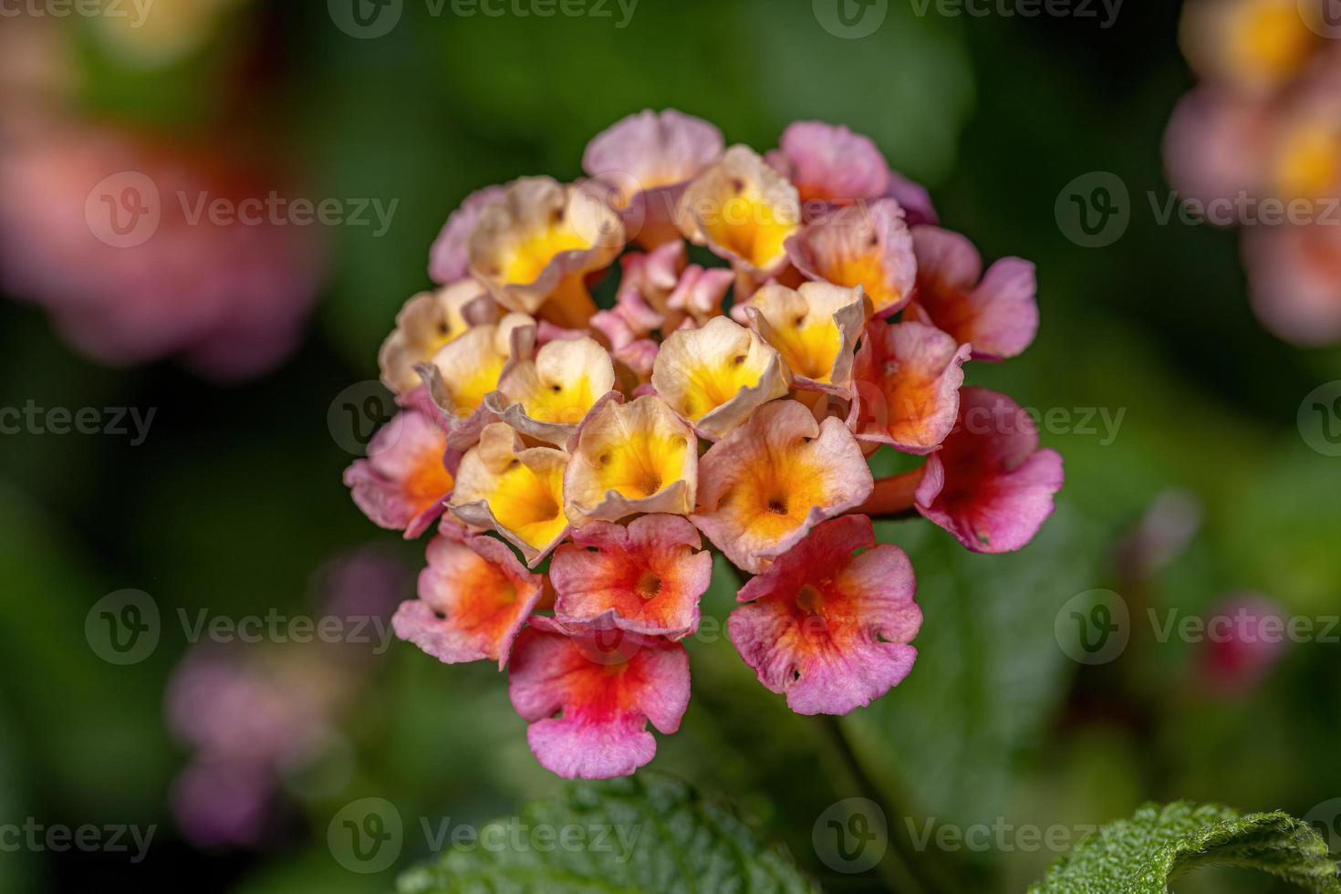 flor de lantana común foto