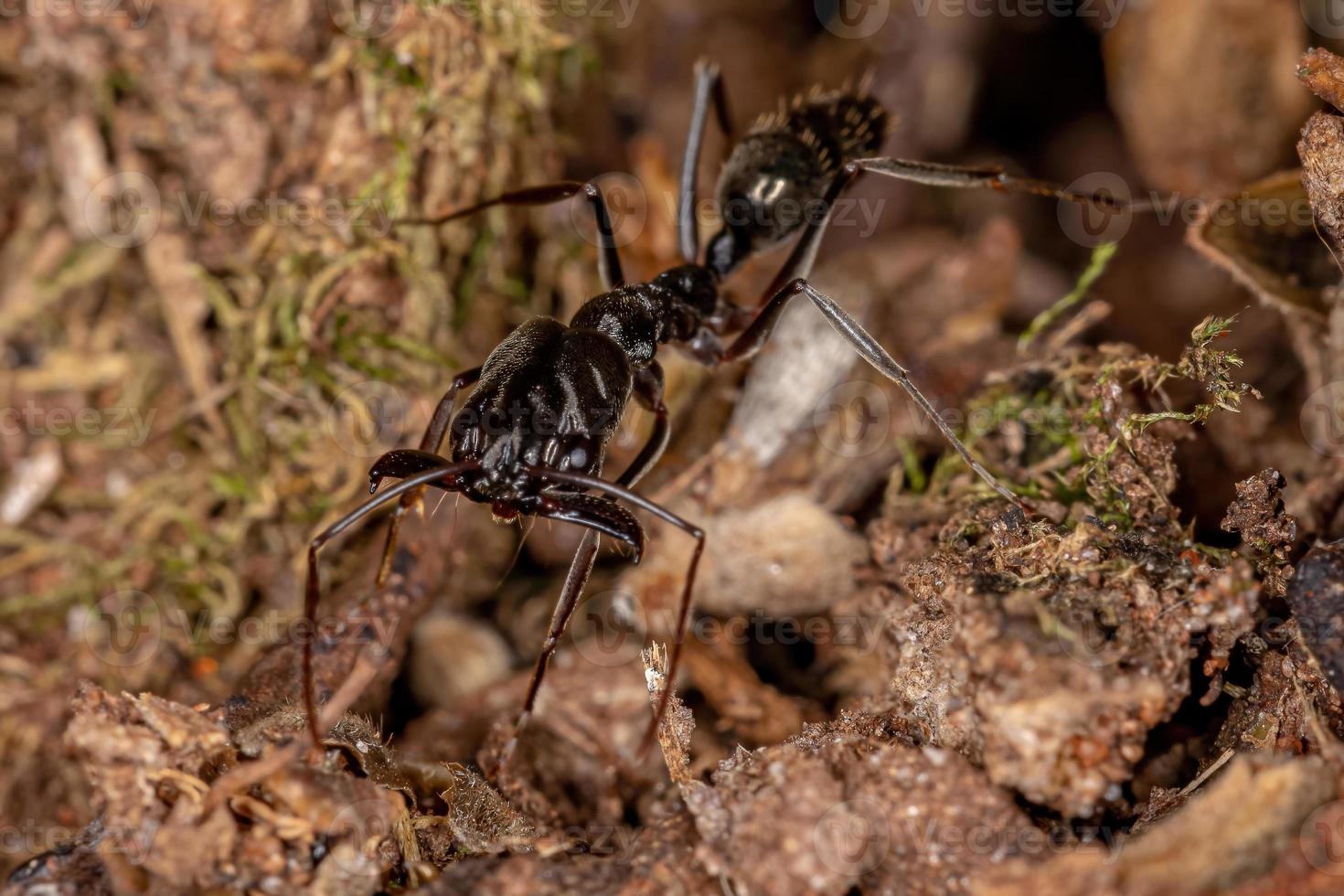 hormiga de mandíbula trampa adulta foto