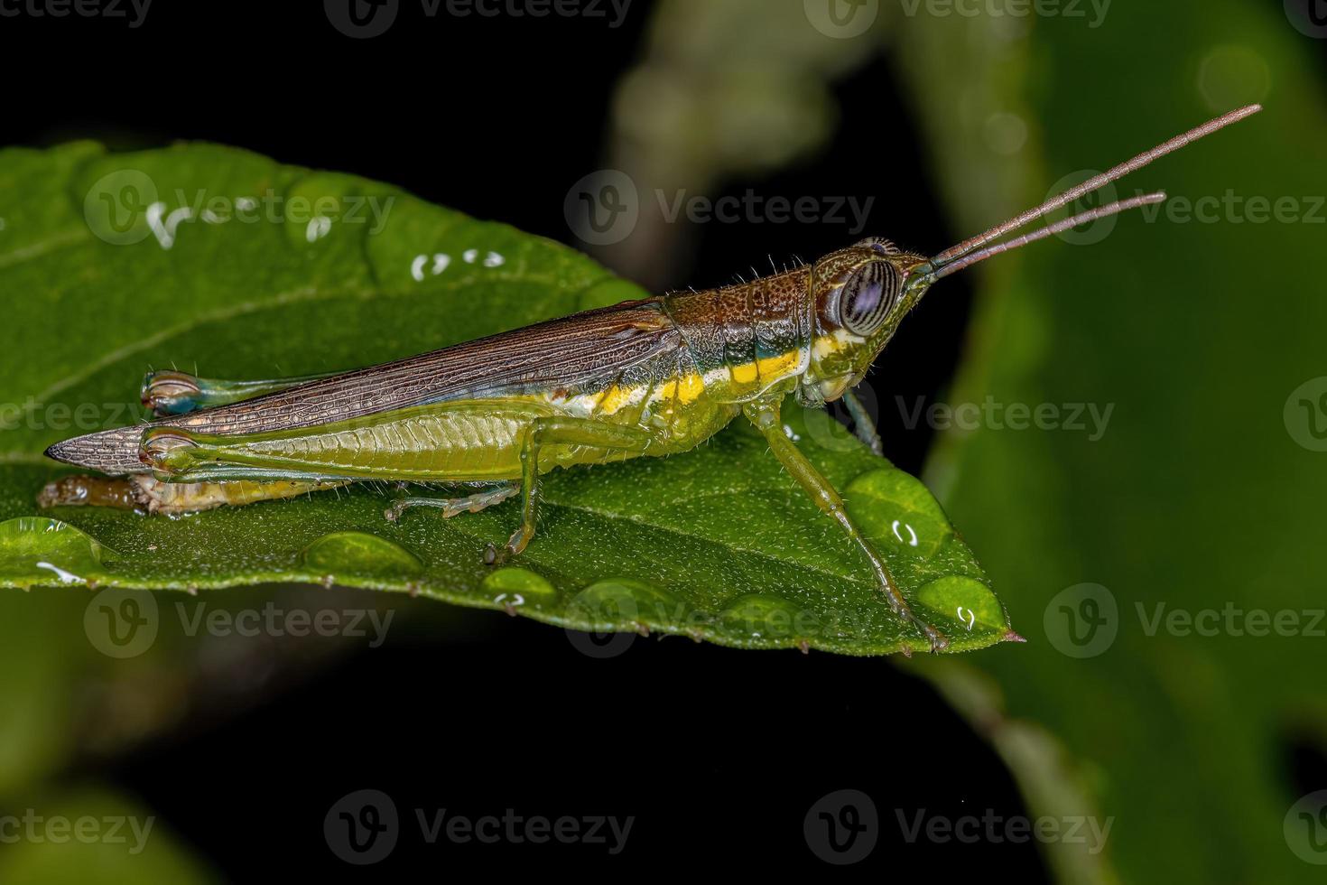 Adult Spurthroat Toothpick Grasshopper photo