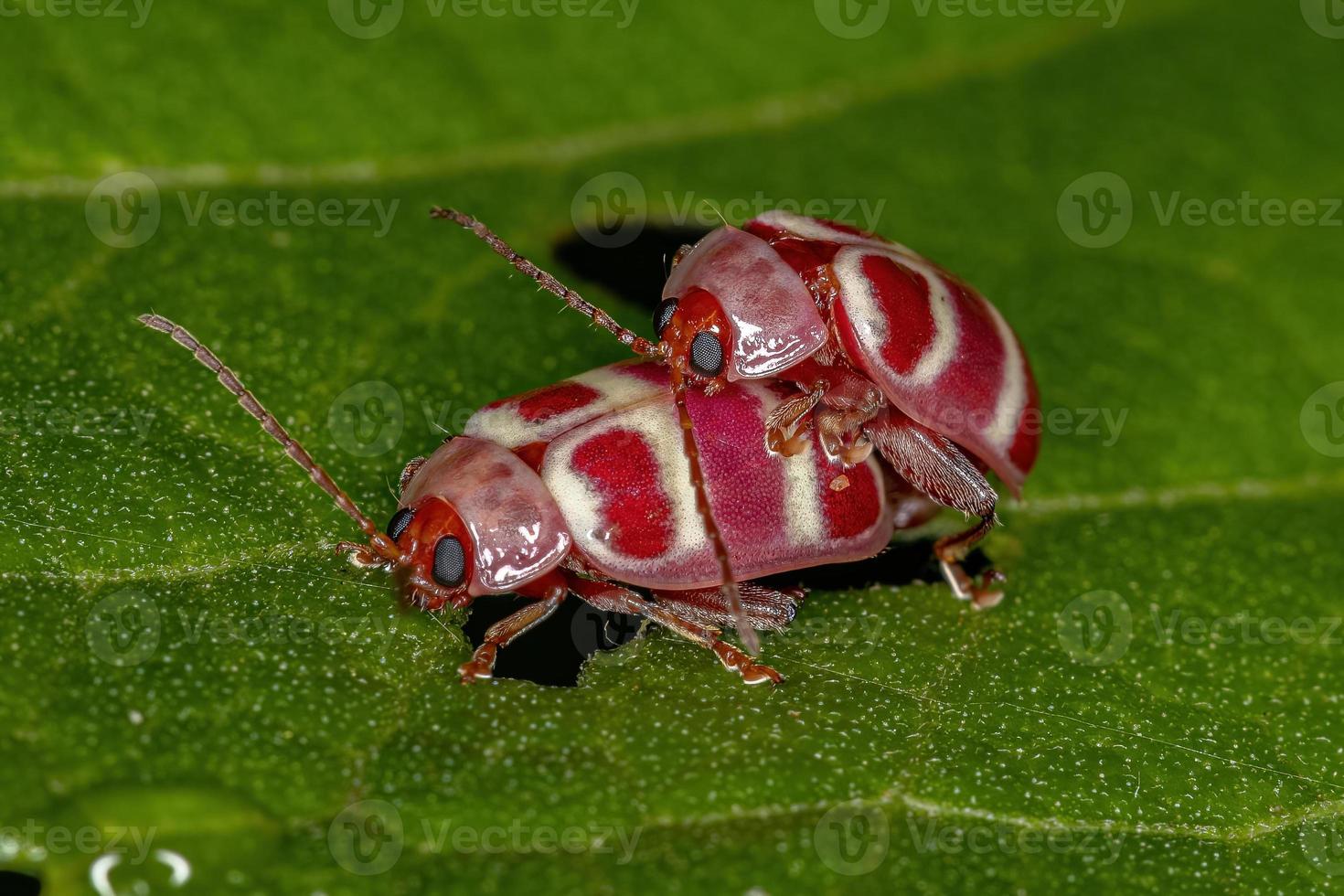 escarabajos pulgas adultos foto