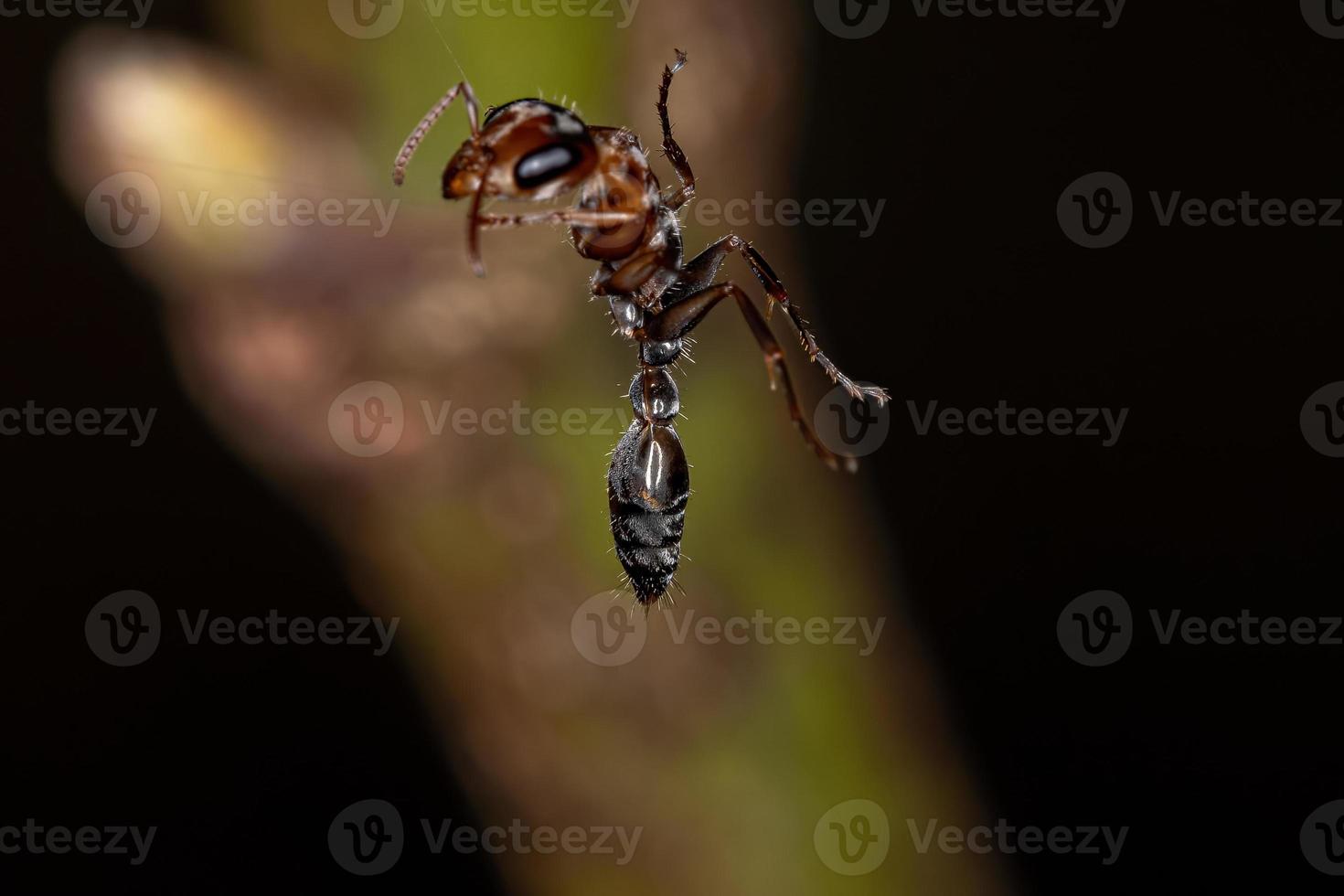 hormiga ramita hembra adulta foto