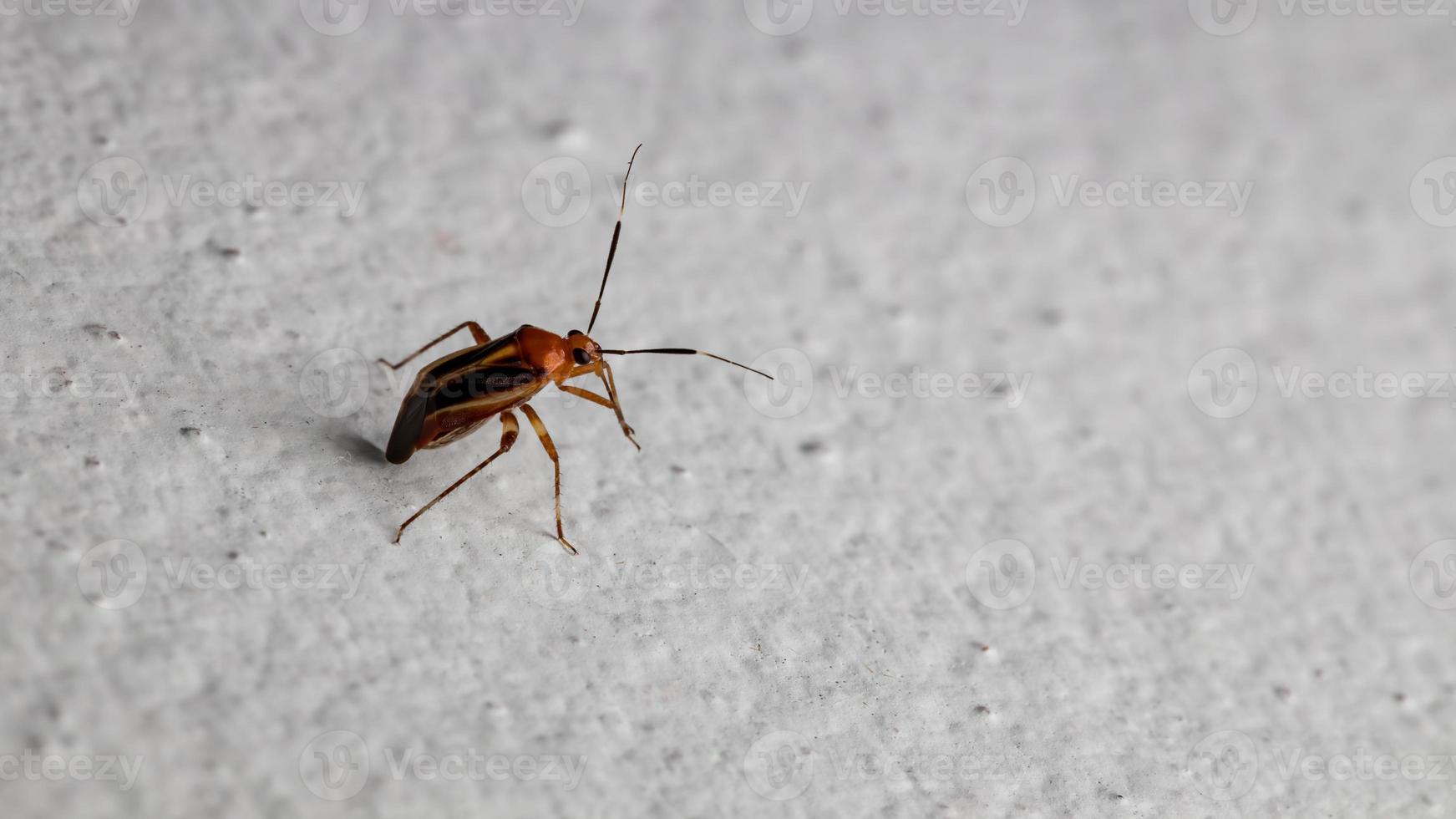 pequeño insecto de la planta foto