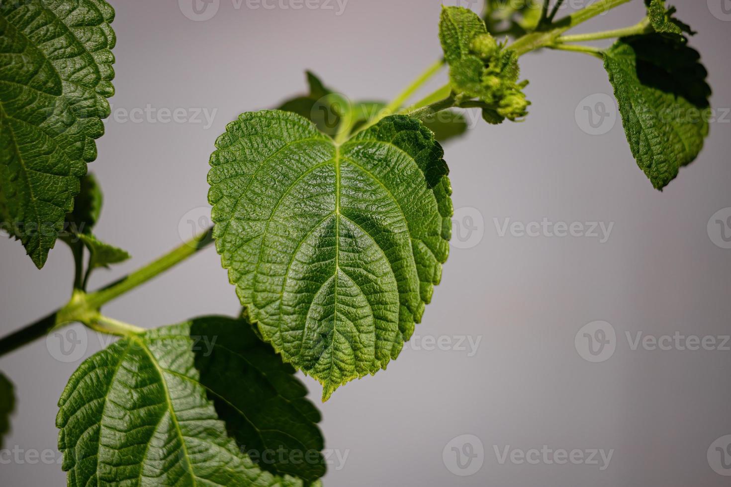 Flower of Common Lantana photo