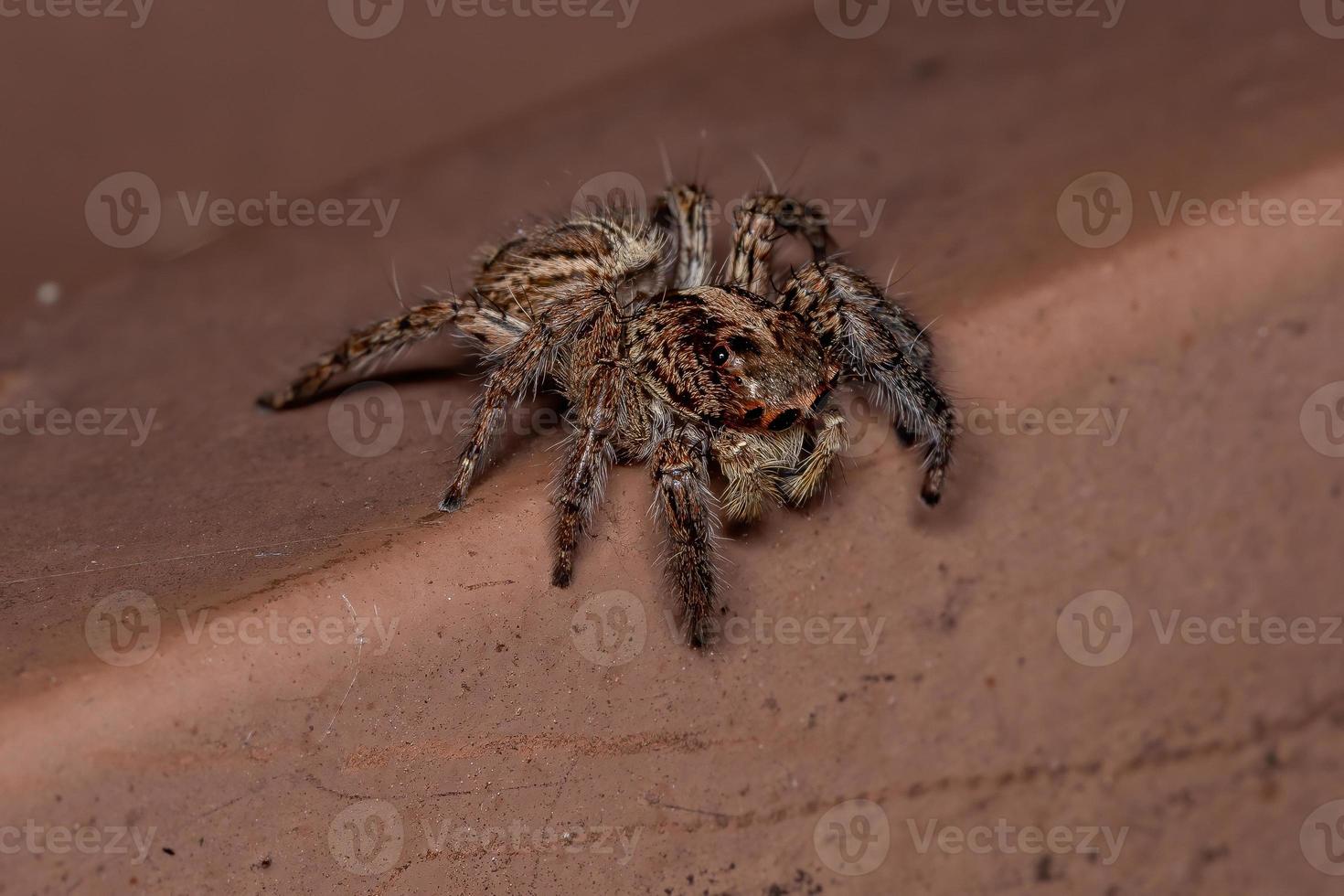 Pantropical Jumping Spider photo