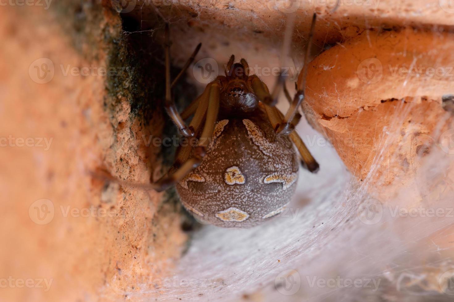 Famale Adult Brown Widow photo