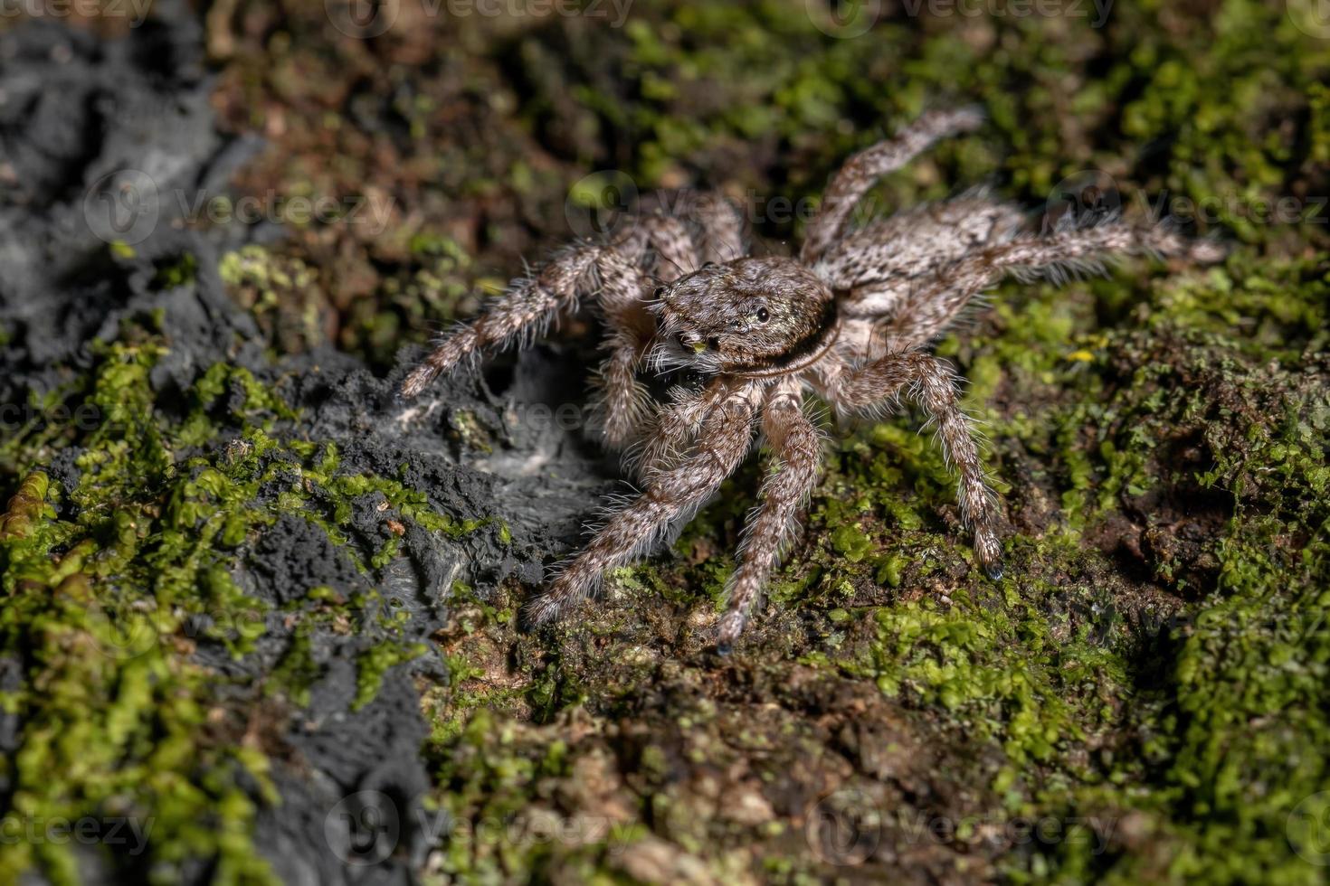 adult male jumping spider photo