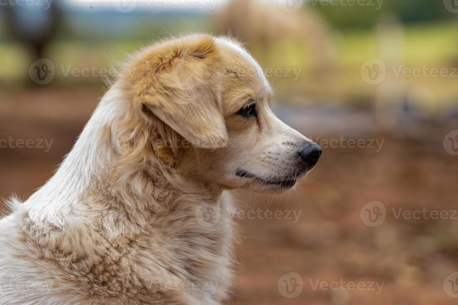 domestic dog on a farm photo