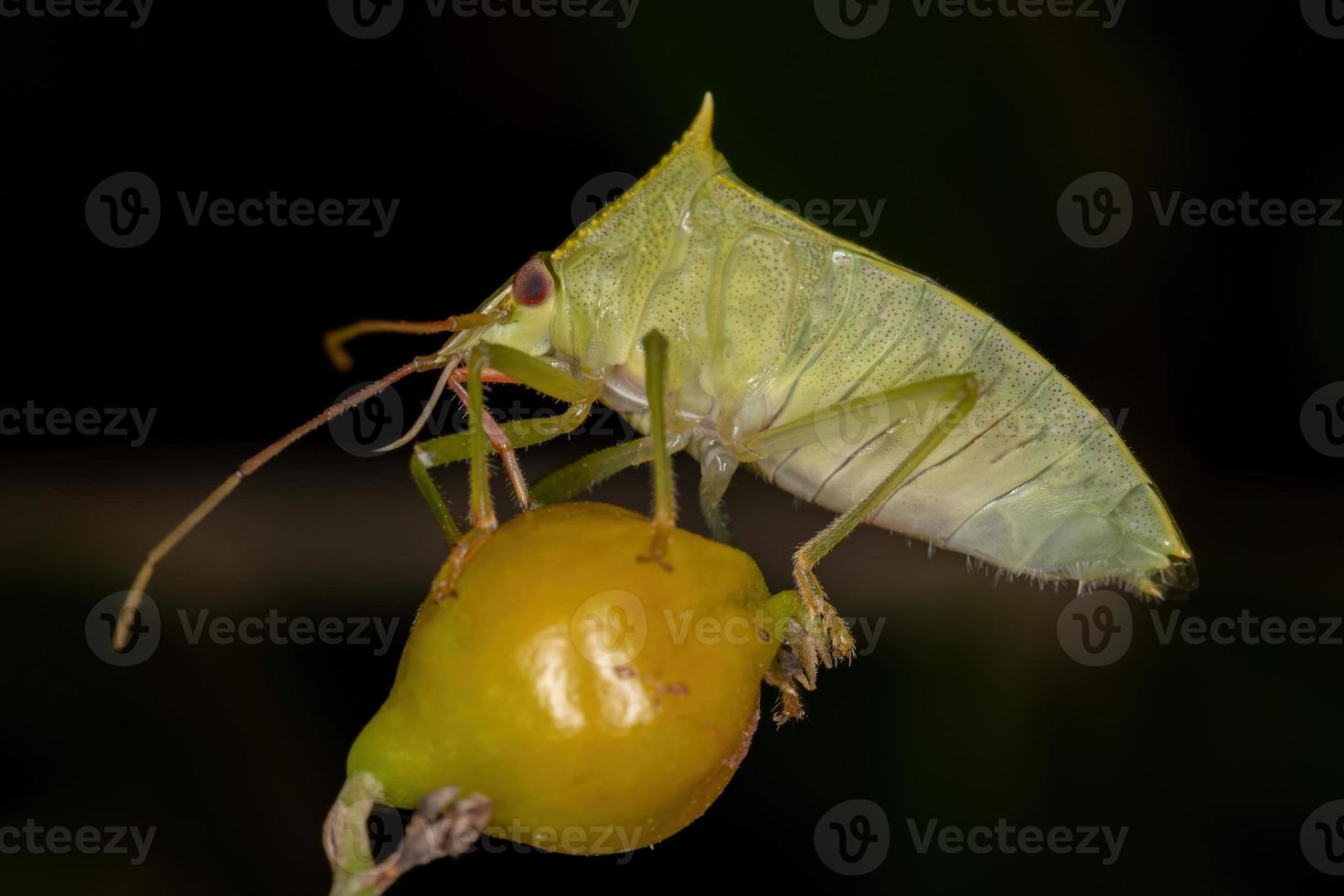 Adult Stink Bug photo