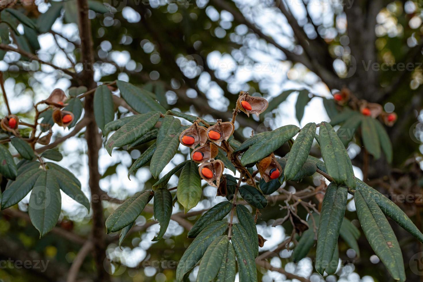 Ormosia tree with red seeds photo