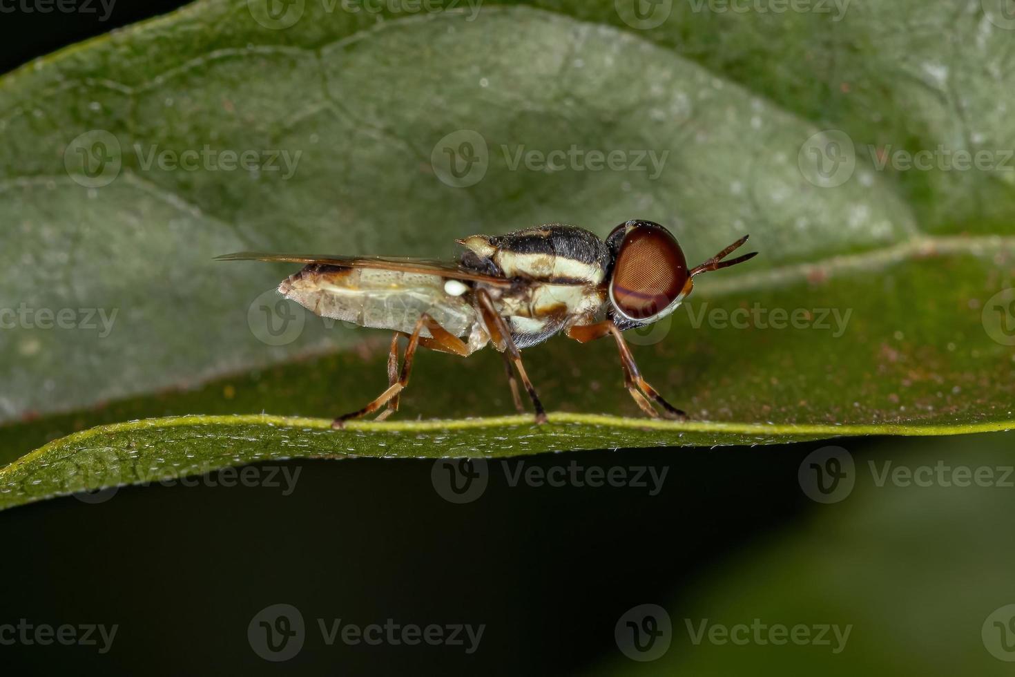 Small Adult Soldier Fly photo