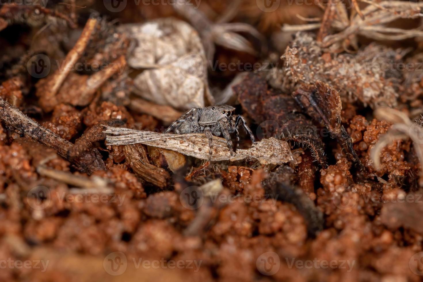 pequeña araña saltadora foto