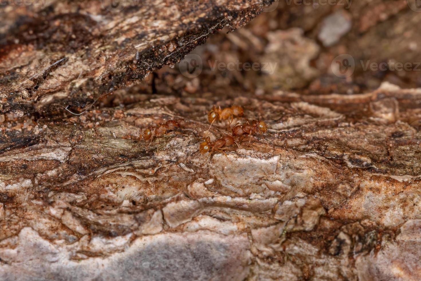 hormigas adultas de mirmicina superior foto