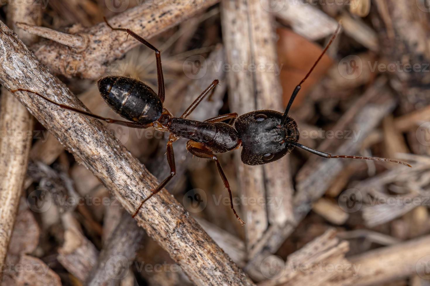 hormiga carpintera hembra adulta foto