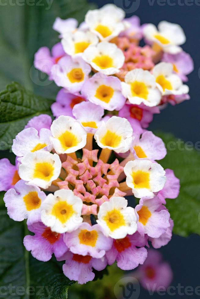 flor de lantana común foto