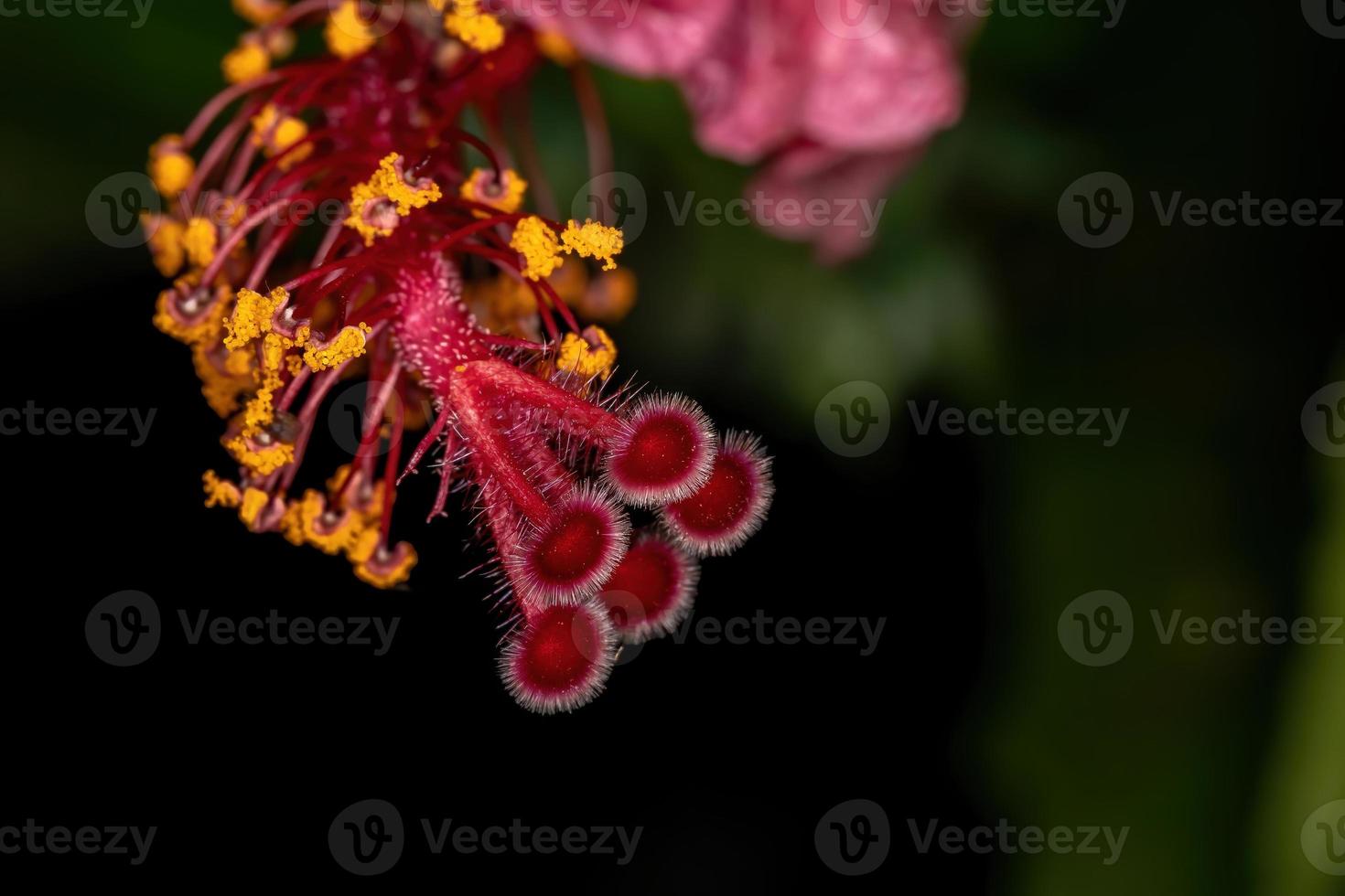 Red Hibiscuses Flower photo