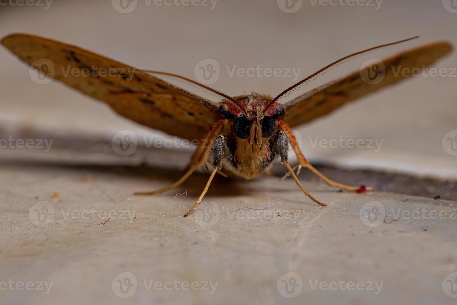 Brazilian yellow Moth photo