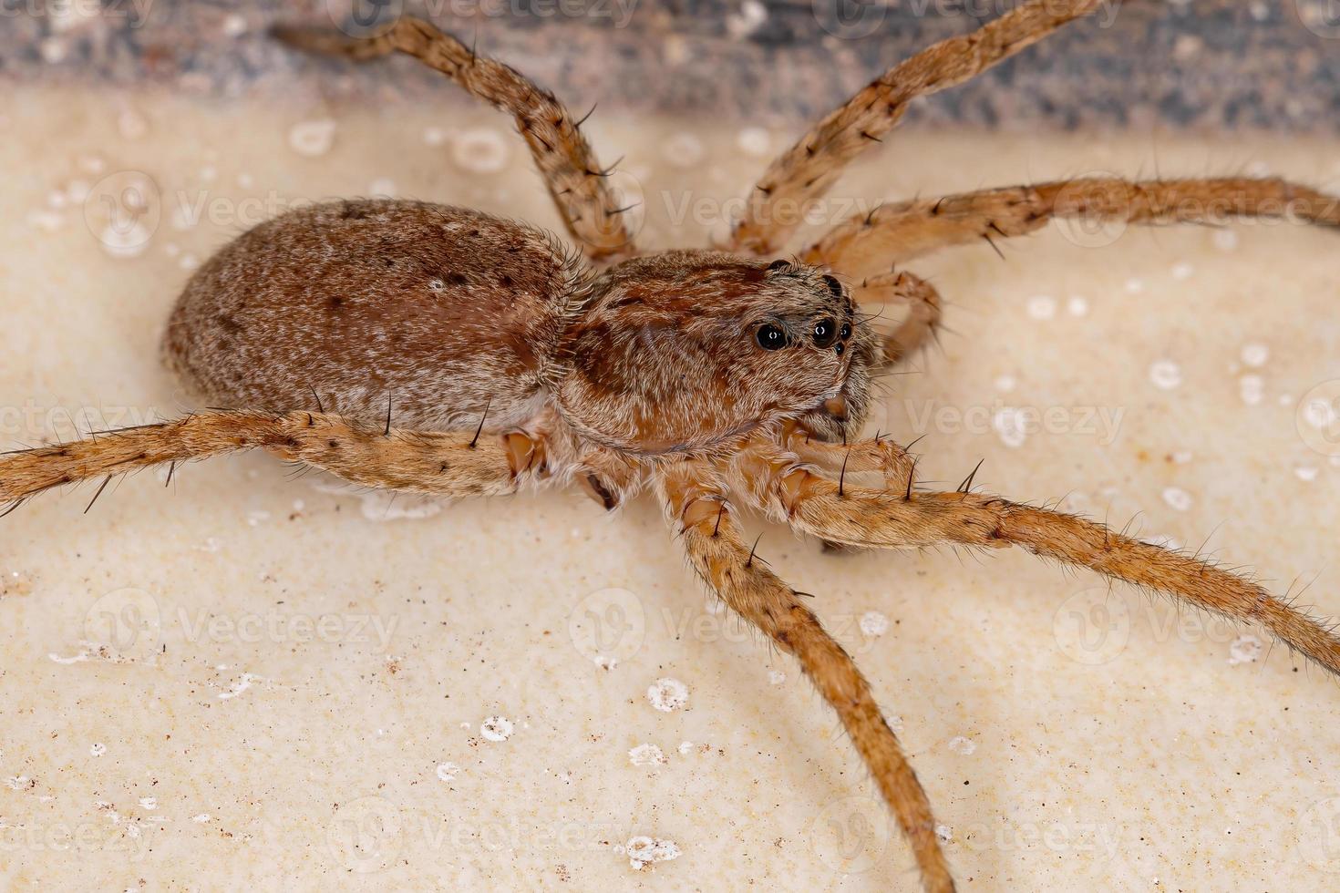 araña lobo adulto foto