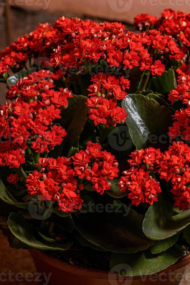 flor de katy llameante foto