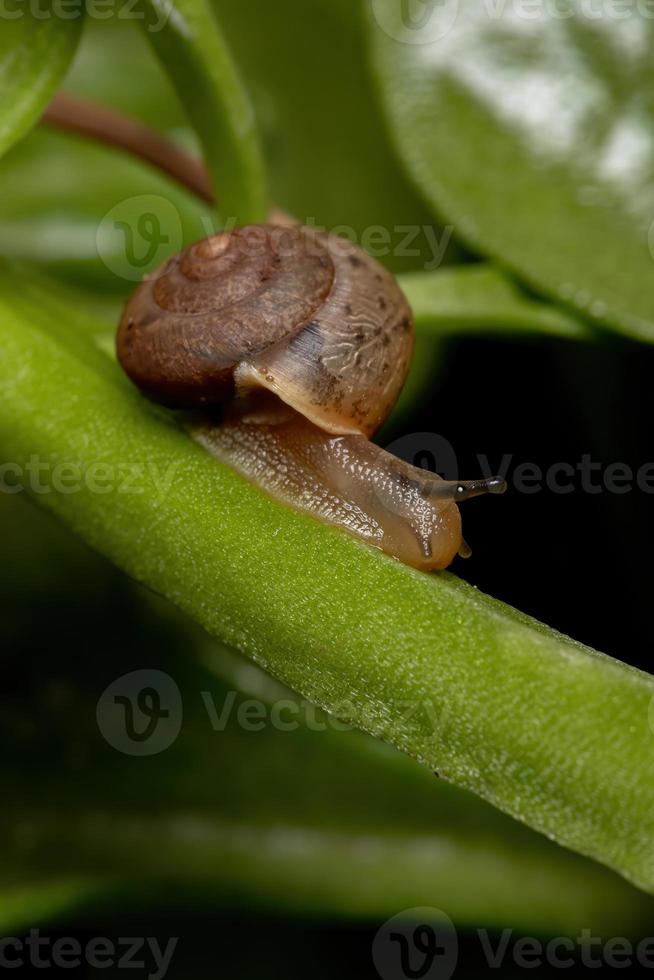 caracol vagabundo asiático foto