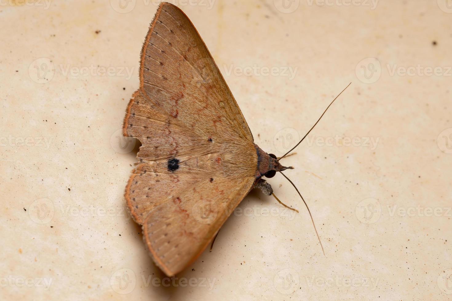 polilla brasileña subalares foto