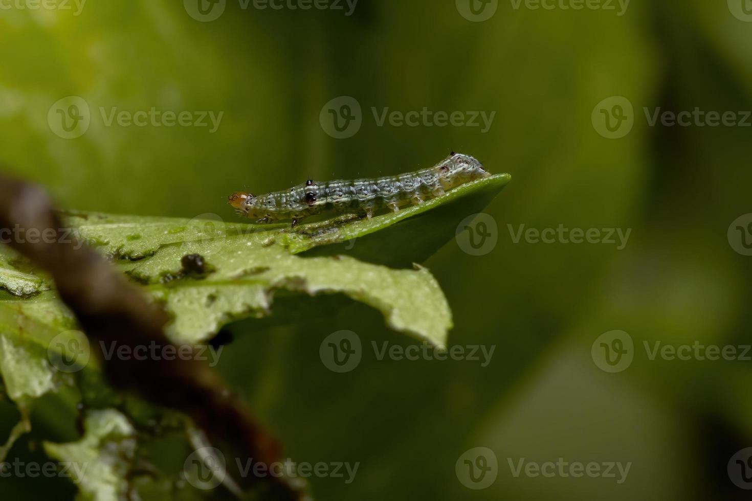 Oruga de una polilla del gusano cortador en una albahaca dulce foto