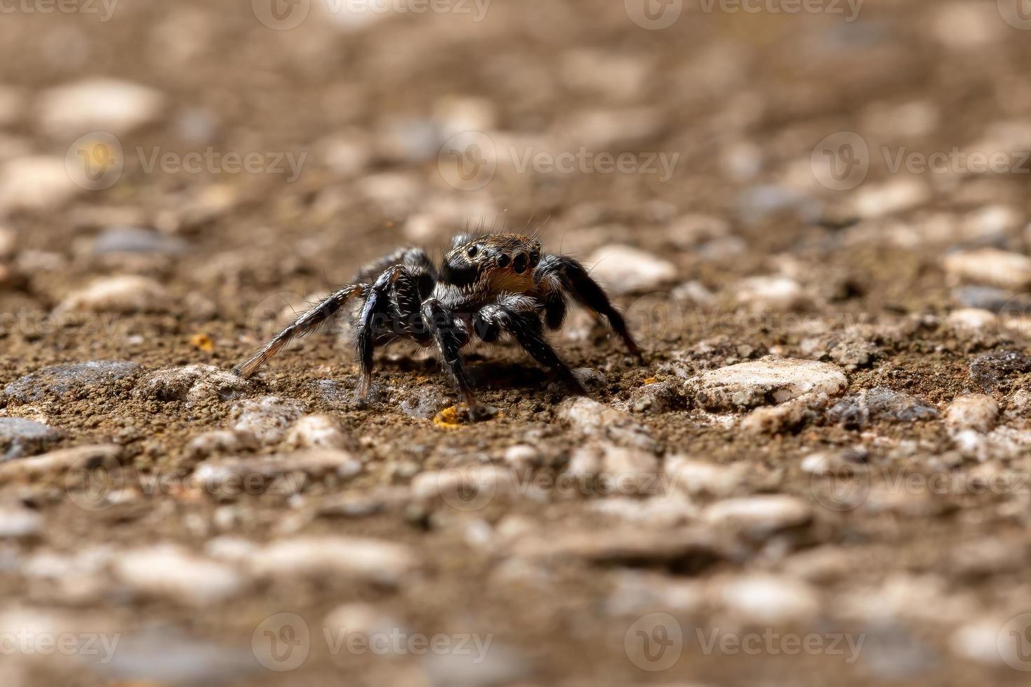 Jumping spider on a concrete surface photo