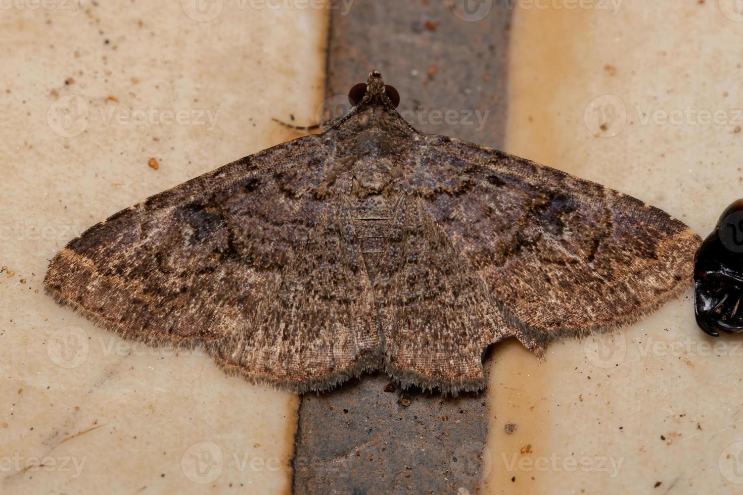 Adult Underwing moth photo
