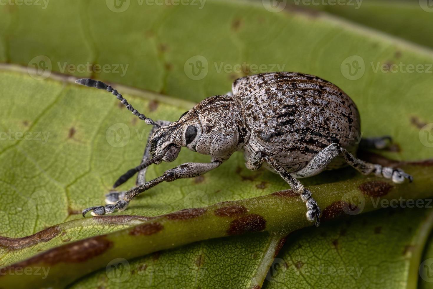 Gorgojo de nariz ancha en una hoja verde foto