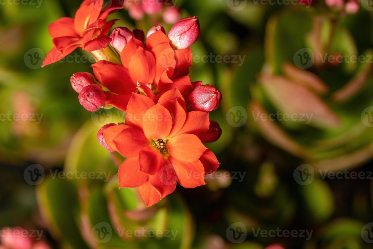 Flaming Katy Red Flower photo