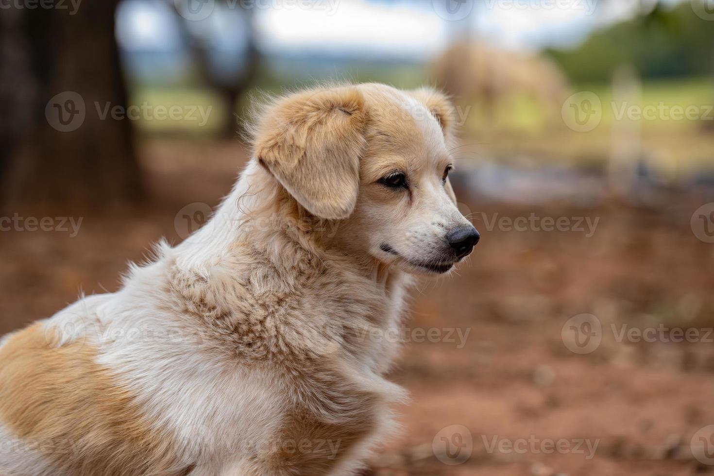 perro doméstico en una granja foto