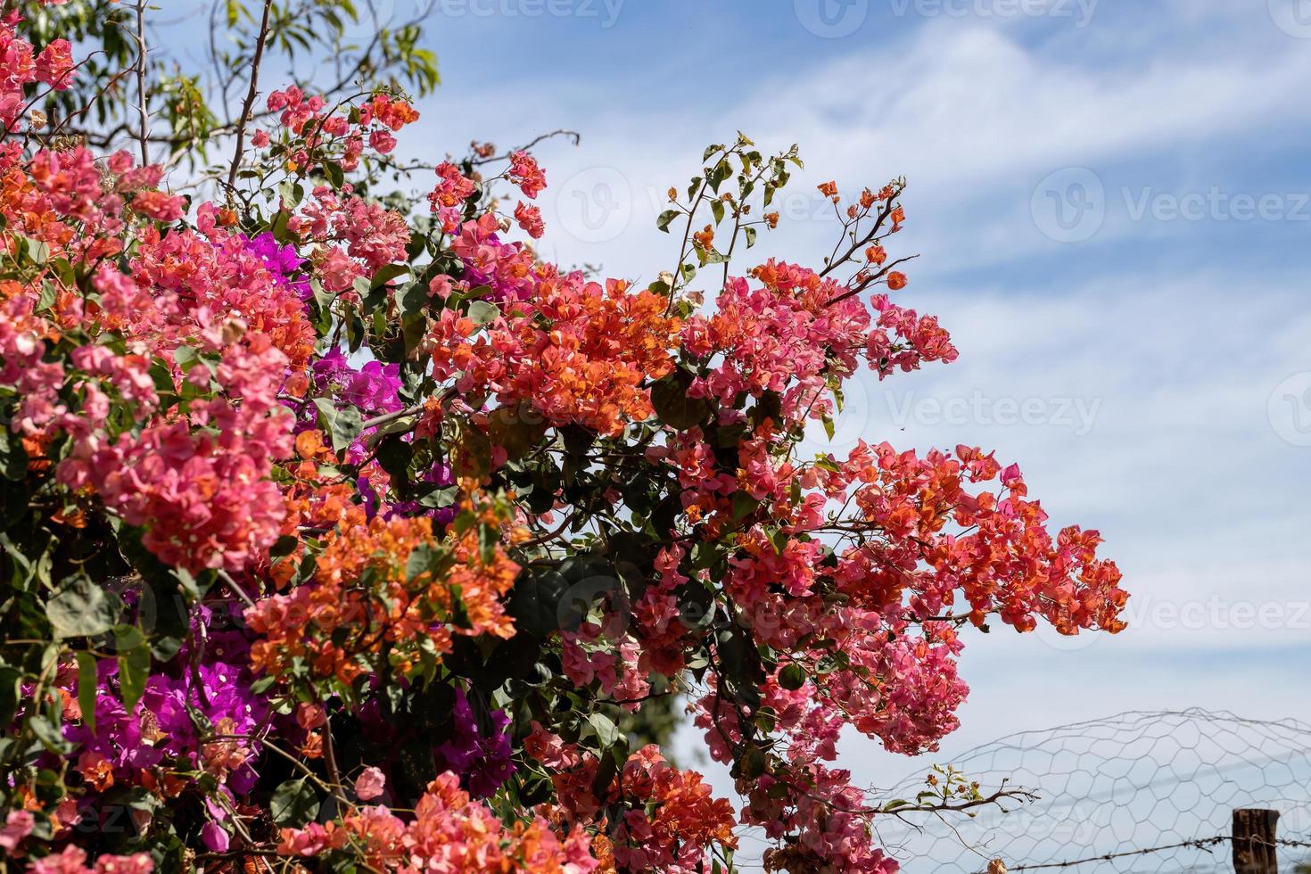 flores de plantas ornamentales foto