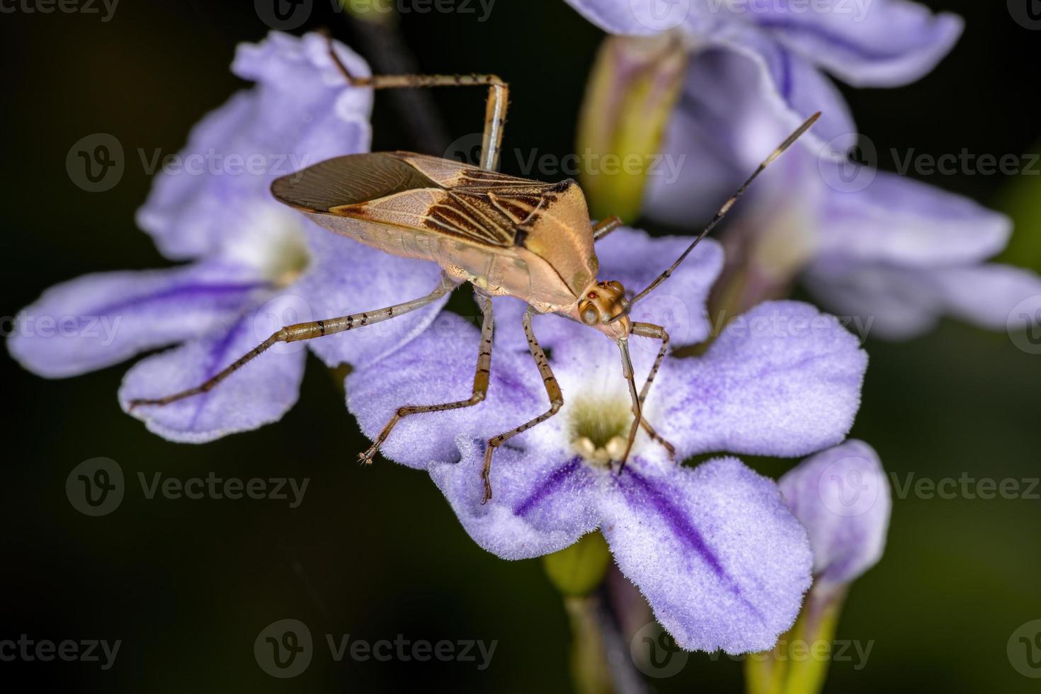 Adult  Leaf-footed Bug photo