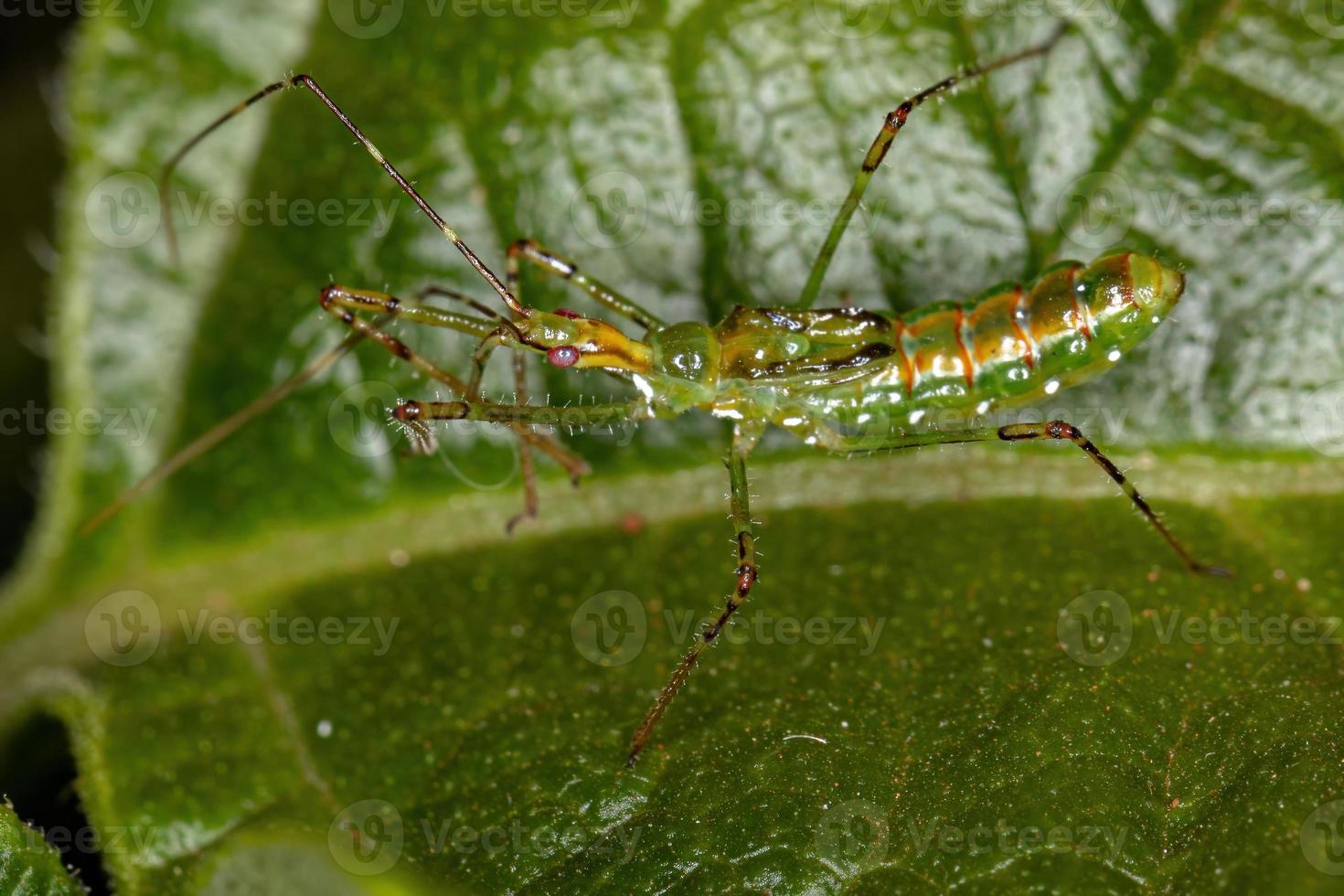 ninfa del insecto asesino foto