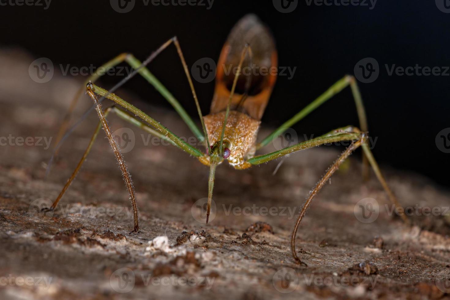 Adult Assassin Bug photo