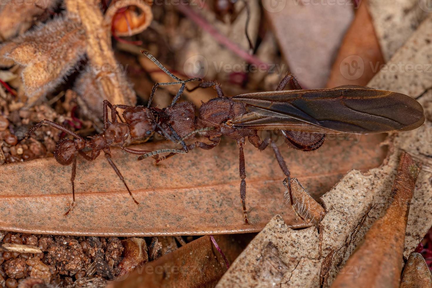 Adult Acromyrmex Leaf-cutter Ant photo