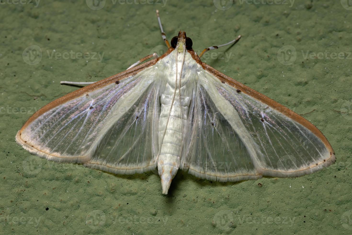 polilla palpita de cuatro puntos foto