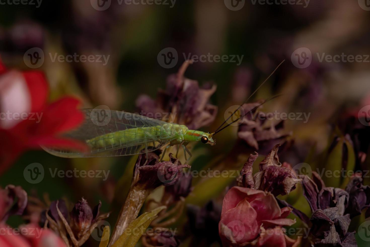 Typical Green Lacewing in a flowering plant photo