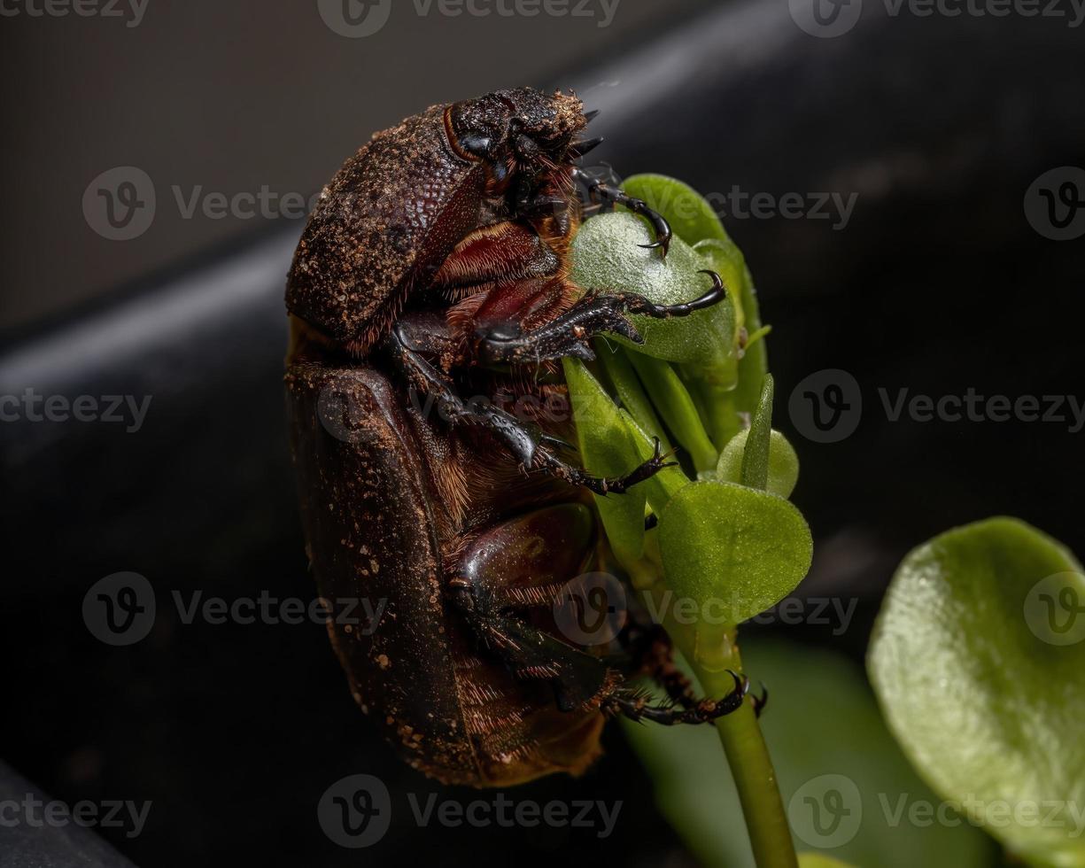 escarabajo marrón adulto foto