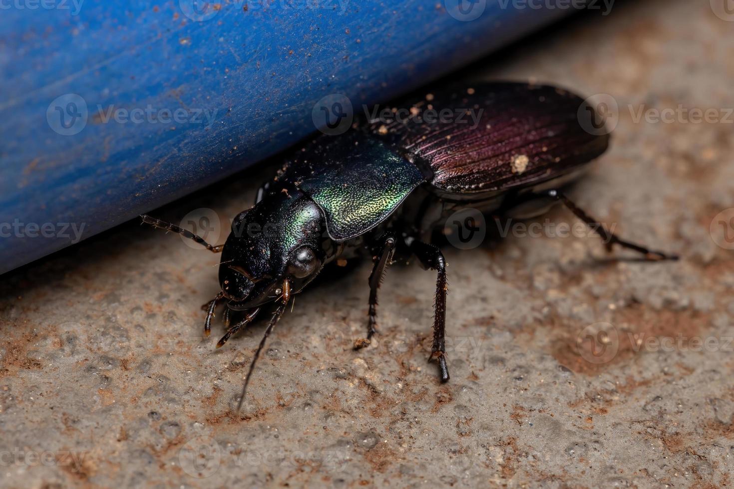 escarabajo de tierra adulto foto