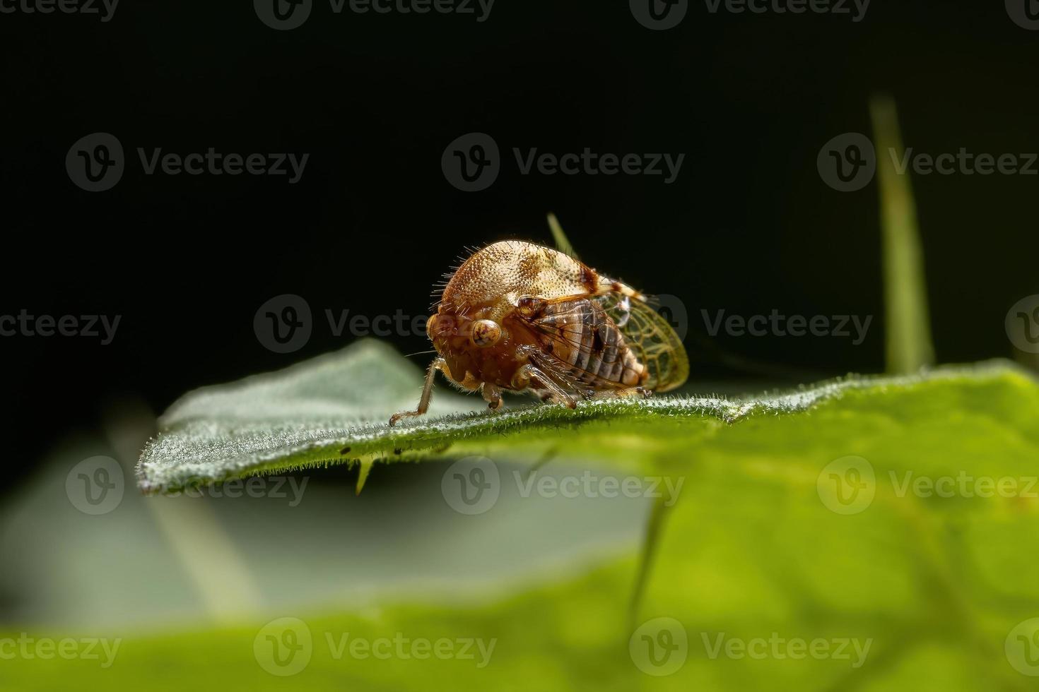 Adult Typical Treehopper photo