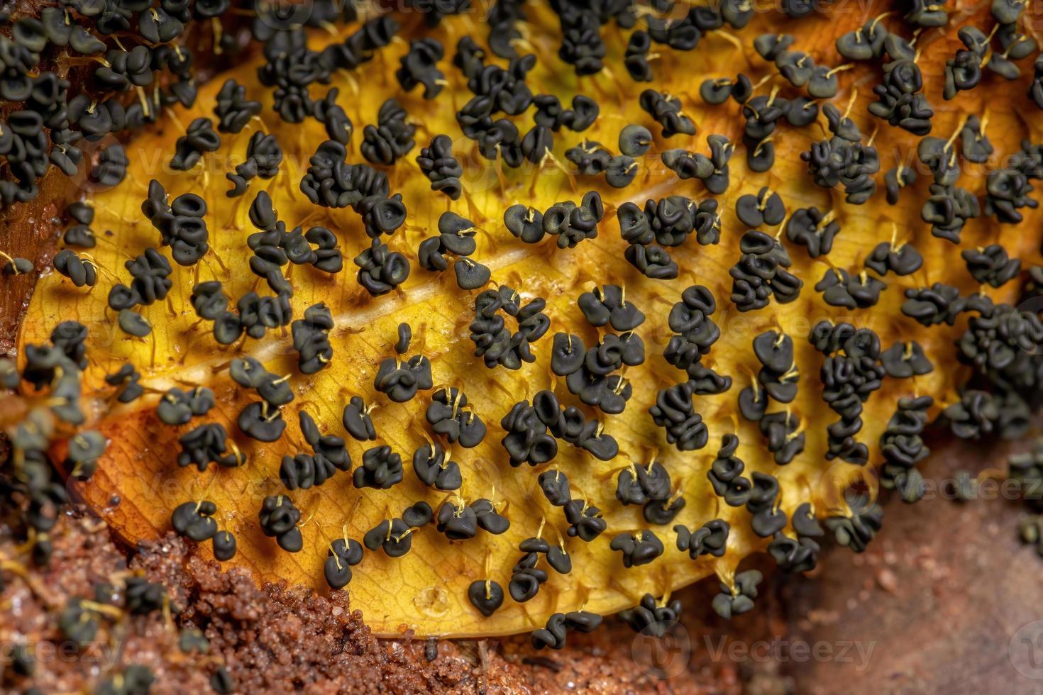 Sporangia of the Many Headed Slime scattered on dry leaves on the ground photo