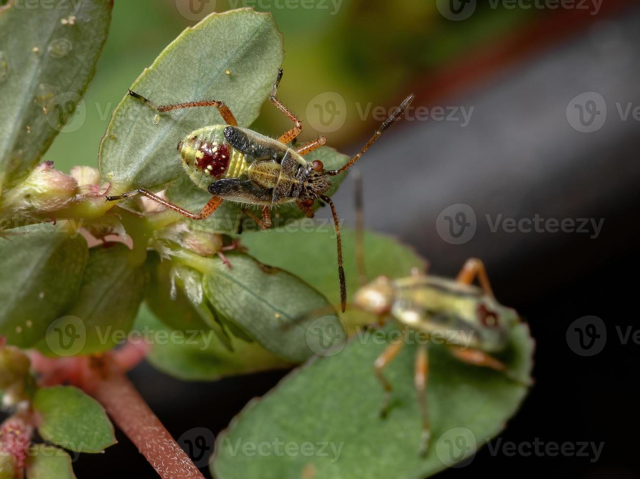 ninfa del insecto de la planta sin olor foto