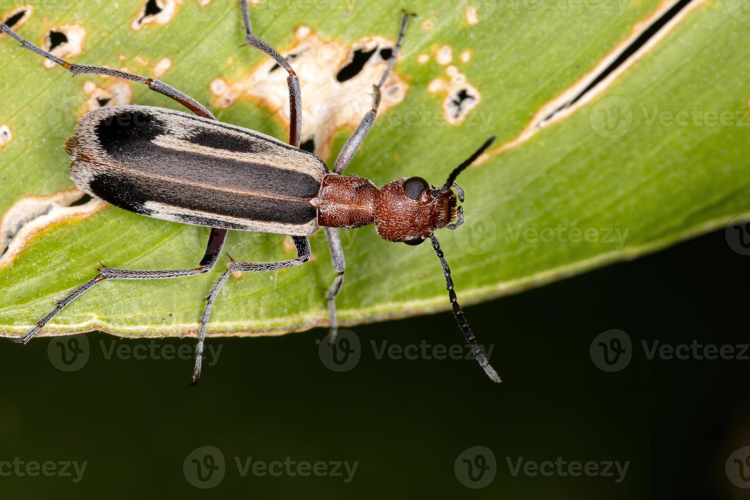 Burning Blister Beetle photo