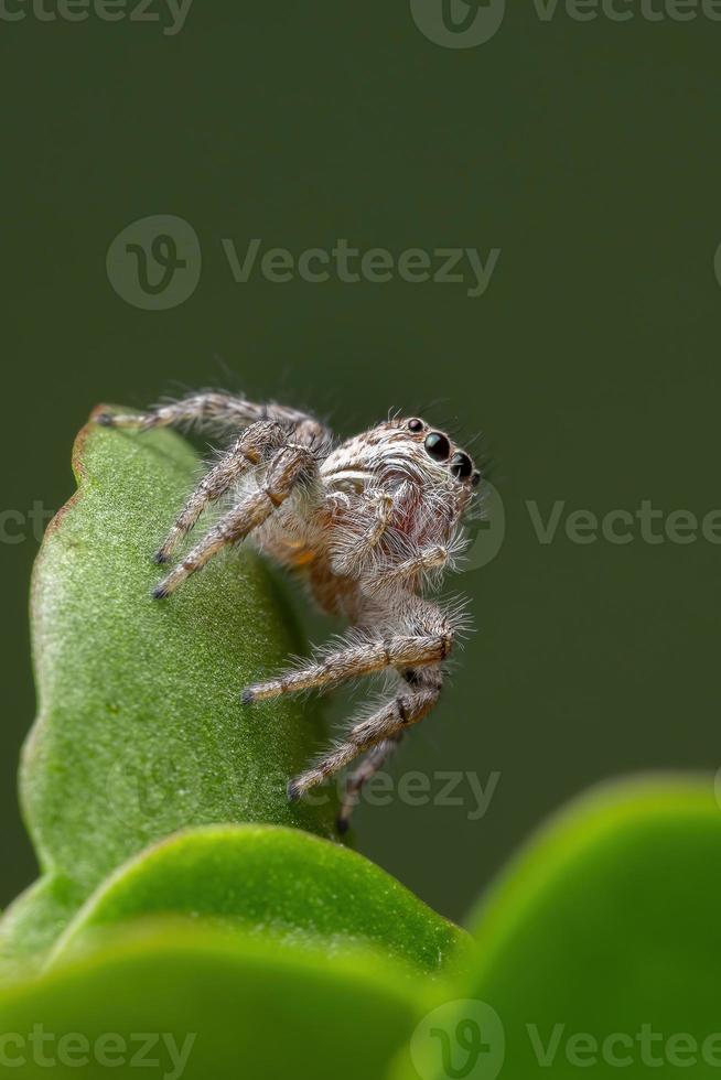 Araña saltadora adulta sobre una planta katy en llamas foto