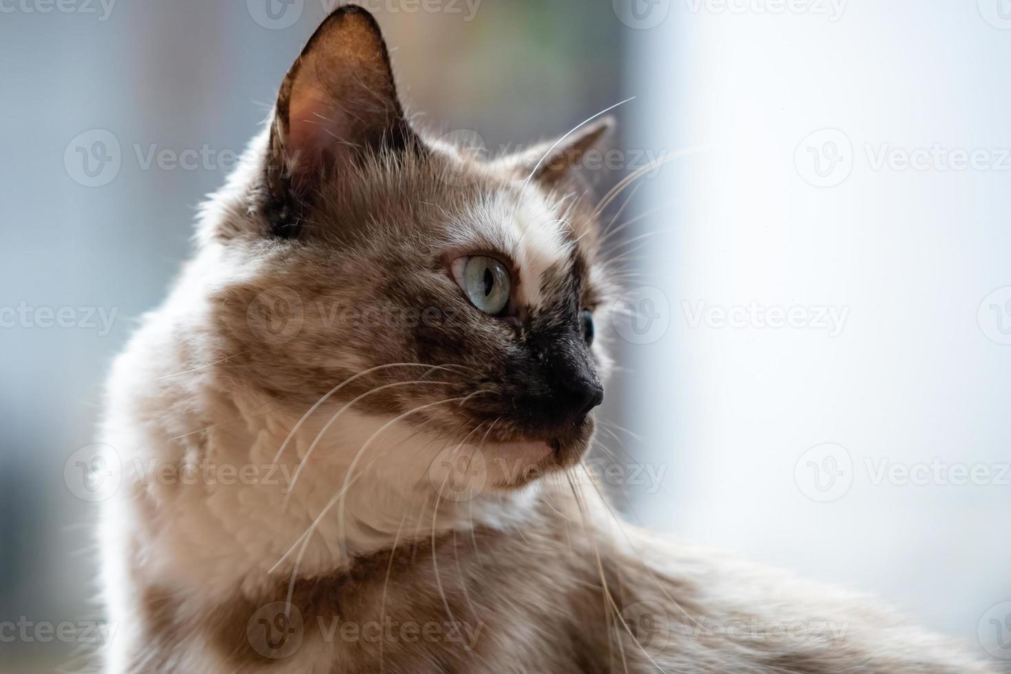 White domestic cat photo