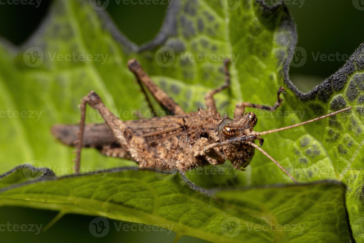 saltamontes de cuernos cortos foto