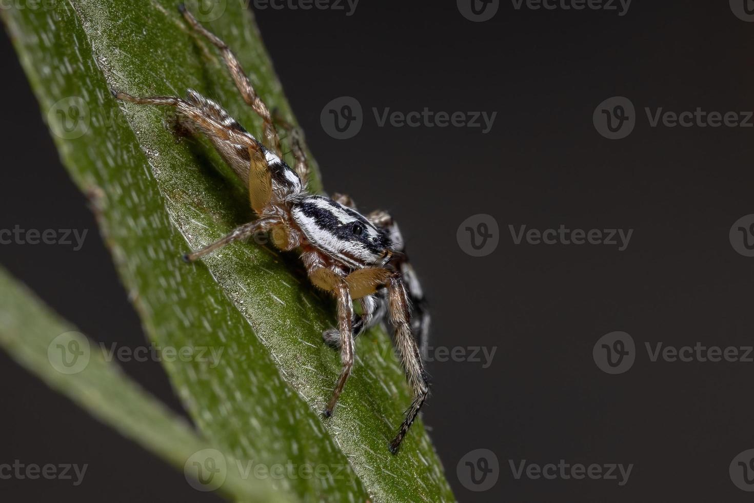 pequeña araña saltadora foto