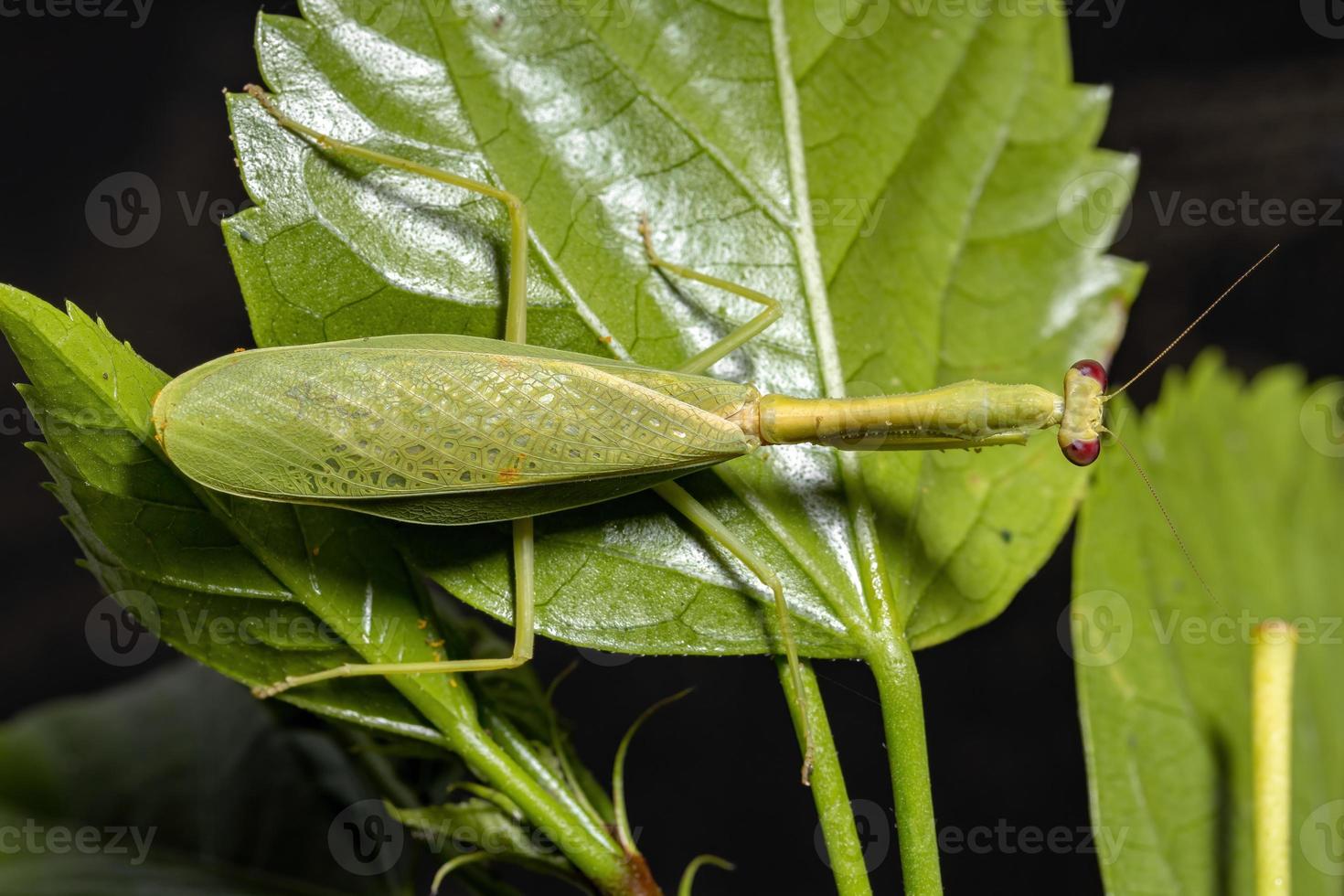 mantis unicornio hembra adulta foto