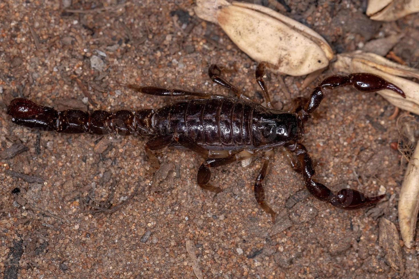 Adult Black Scorpion photo