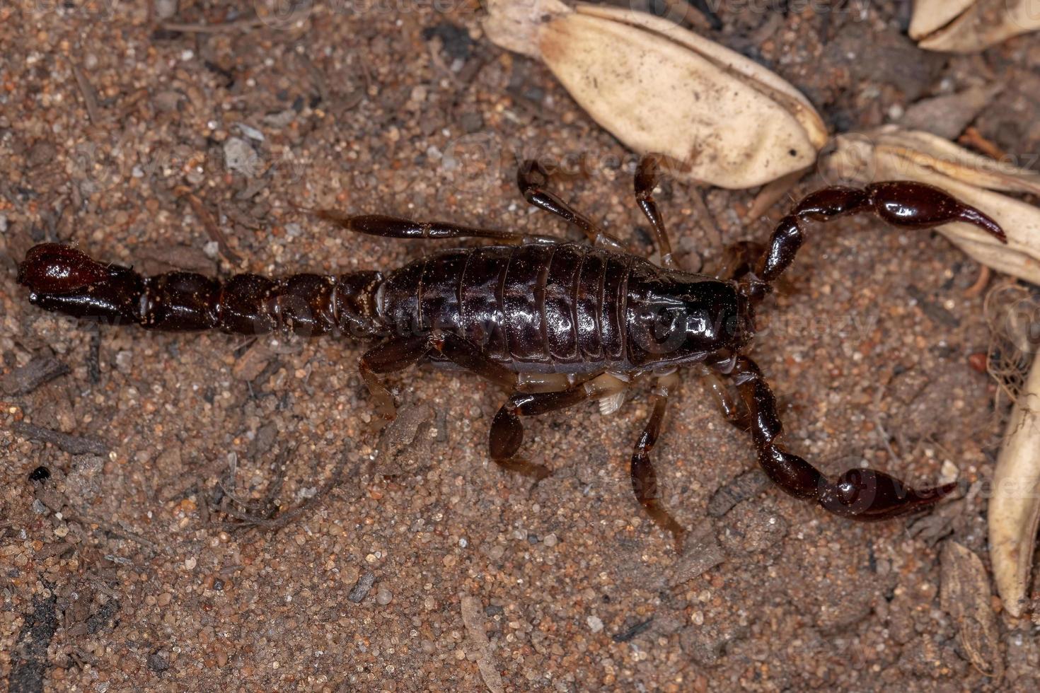 escorpión negro adulto foto